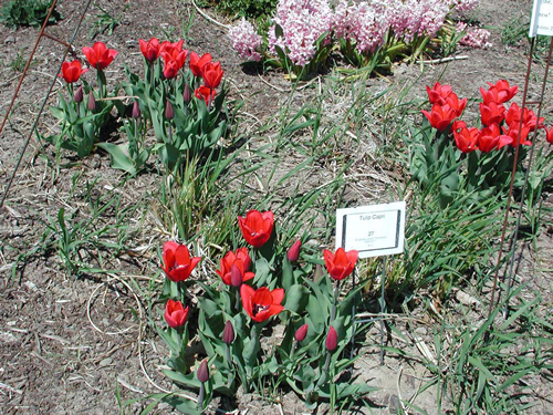 Tulip Capri 2005